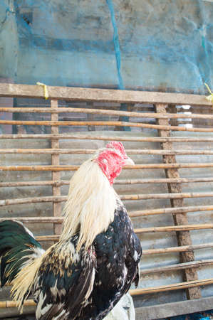 cock and hen  in the countryside its sleepingの写真素材