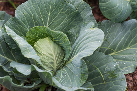 Young cabbage plant after rain