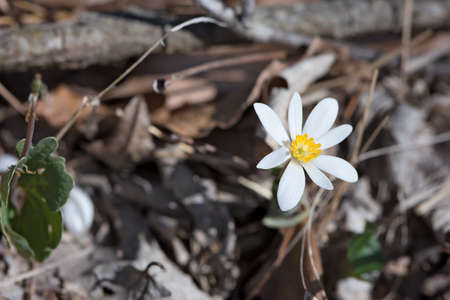Missouri bloodroot flower in a wooded area.
