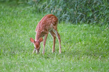 A whitetail fawn deer grazes on summer green grassの写真素材