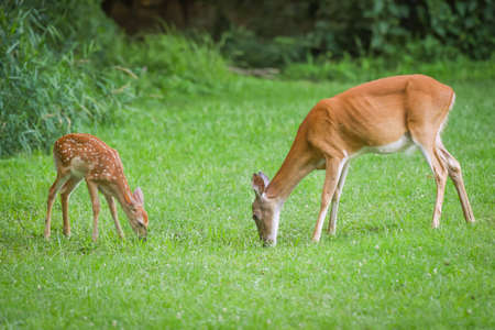 Whitetail deer doe and fawn grazing togetherの写真素材
