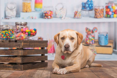 Yellow dog lays on a wooden floor in a candy shopの写真素材