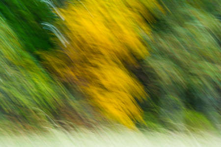 Abstract focus fall foliageの写真素材