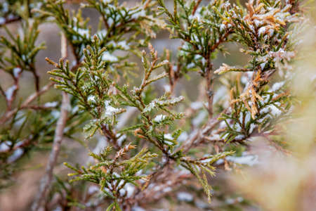 Cedar branches up close with snow and iceの写真素材
