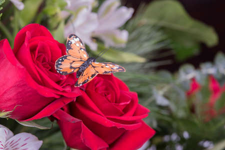 Butterfly on red rosesの写真素材