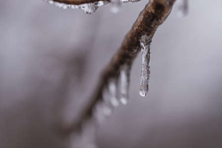 A drop of water frozen on a tree limbの写真素材