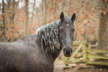 Black horse covered in iceの写真素材