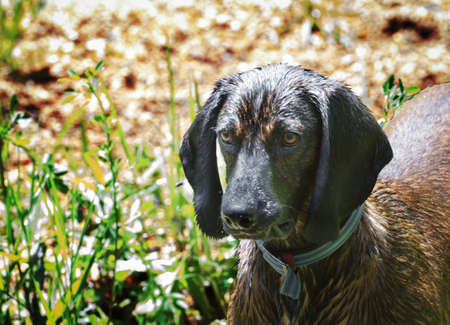 Bavarian mountain hound dog