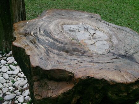 stump of a tree with traces of silica making it shinyの素材