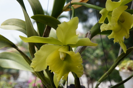 closeup shot of yellow flowersの写真素材