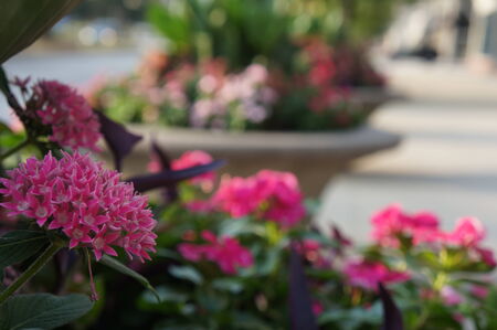 Closeup shot of flowersの写真素材