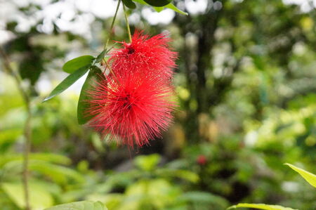 hanging red spiky flower in flower gardenの写真素材