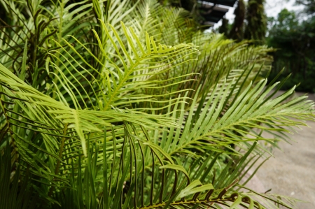 Palm tree plant in garden