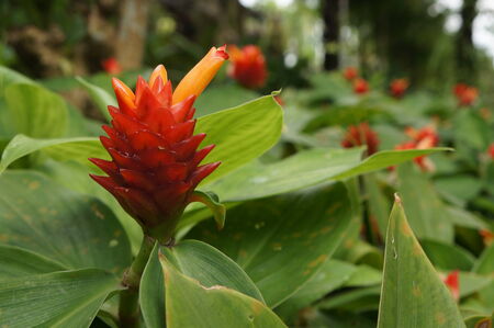 Red orange spiky flower in gardenの写真素材