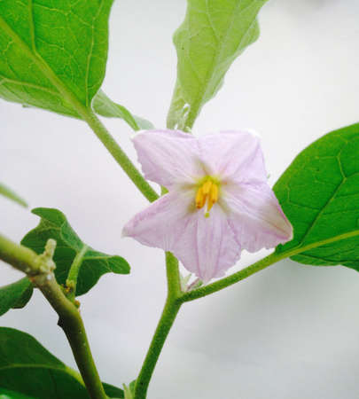 Eggplant flower on the tree の素材