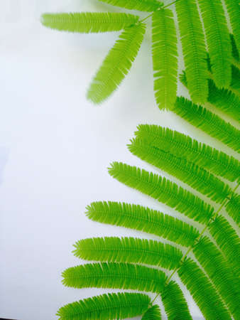 Sage leaves in natureの素材