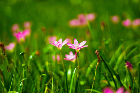 Pink wild flowers in the parkの写真素材