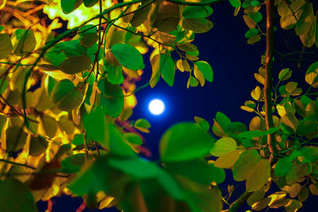 Bauhinia tree and the Moonの写真素材