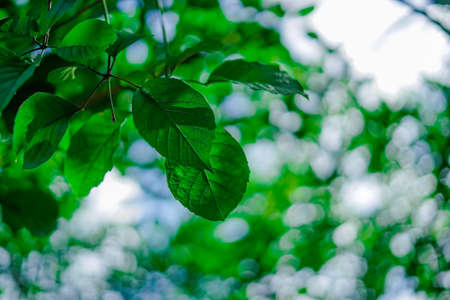 The leaves on the trees in the parkの写真素材