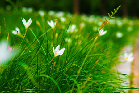 Little white flower and green grass in the park