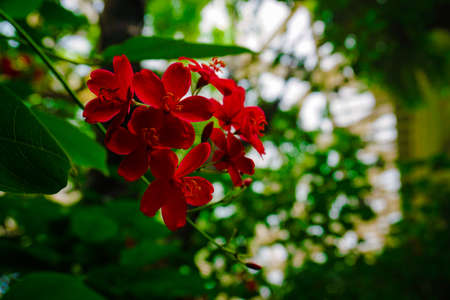 Red flowers 'Pelargonium'