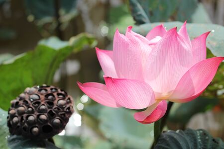 The opposition of lotus cycleの写真素材