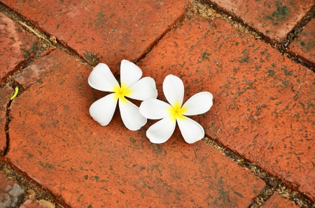 Frangipani.の写真素材