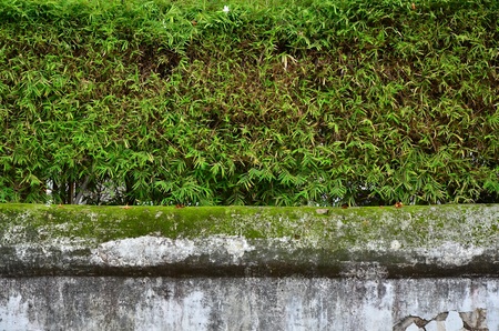 Concrete wall and bamboo.の写真素材