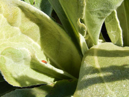 Ladybugの写真素材