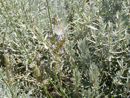 Butterfly of the Roman Bathsの写真素材