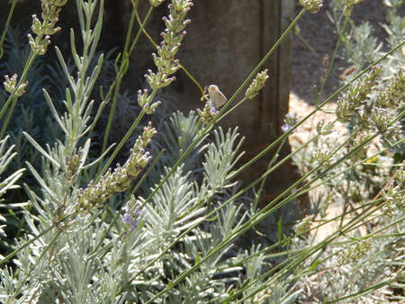 Butterfly on ancient plantの写真素材
