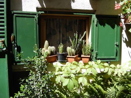 Little window with plantsの写真素材