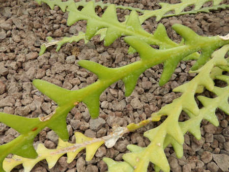 Botanical garden of Rome Italyの写真素材