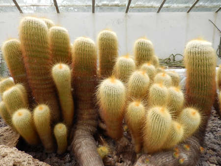 The Amazing Botanical Garden of Rome in the heart of Trastevereの写真素材