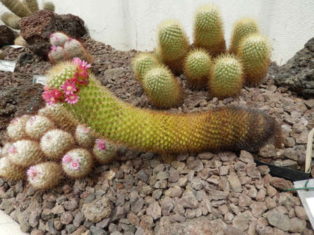 The Amazing Botanical Garden of Rome in the heart of Trastevereの写真素材