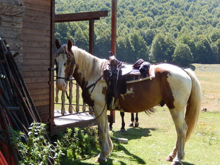 Horses in Abruzzoの写真素材