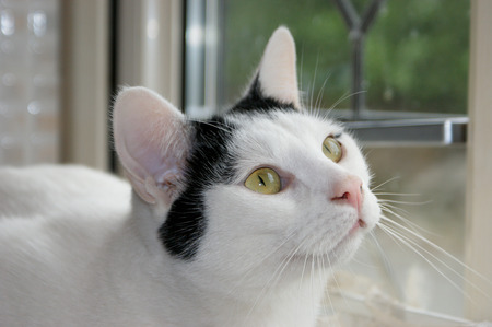 Pet cat gazing lovingly into owner's eyesの写真素材