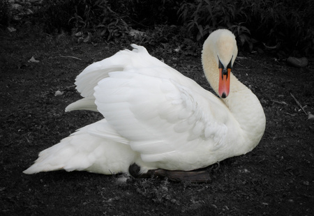 Swan posing. Black and white with beak in colour for contrastの写真素材