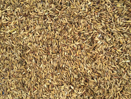 Paddy field  a field planted with riceの素材