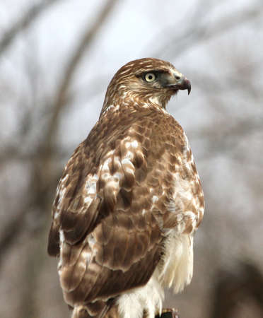 A hawk looking around.の写真素材
