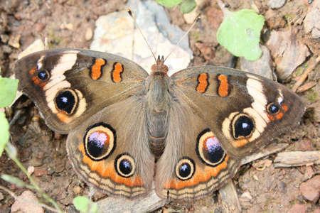 Buckeye butterfly resting on the ground.の写真素材