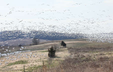 Snow geese flying from one field to another.の写真素材