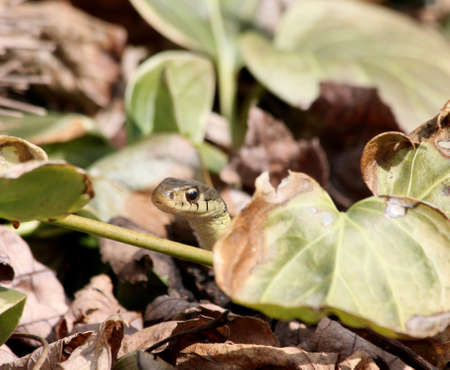 Garter snake peeking out from leaves.の写真素材