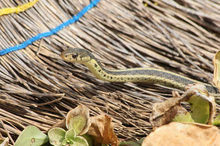 Garter snake crawling on an old broom.の写真素材