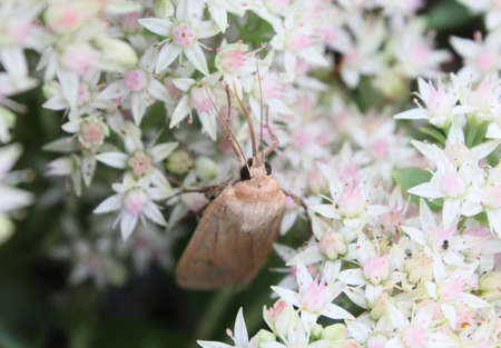 A moth drinking from little white flowers.の写真素材