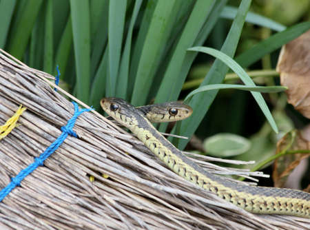 A pair of garter snakes crawling on an old broom.の写真素材
