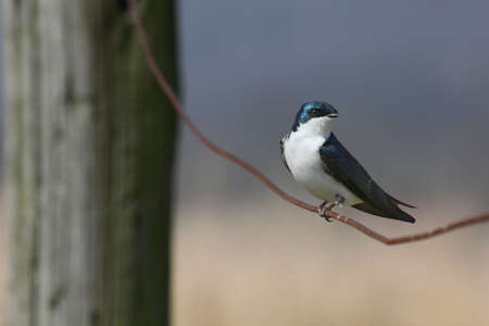 Songbird perched on a wire fence with a wooden fencepost in the background.の写真素材