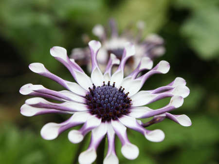 A flower with curled petals の写真素材
