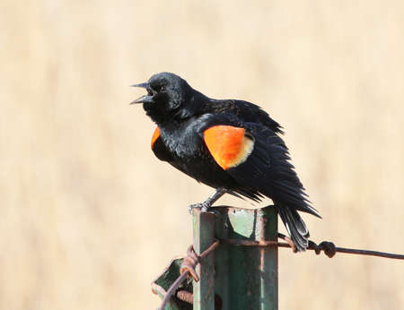 Male red-winged blackbirdの写真素材