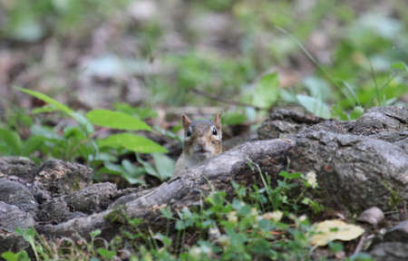 Chipmunk looking at the camera from behind a tree root.の写真素材